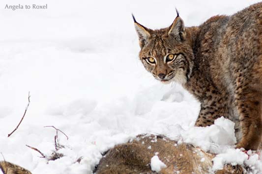 Luchs (Lynx) und Reh, Fütterungsszene im Schnee, close-up, Wildpark Neuhaus