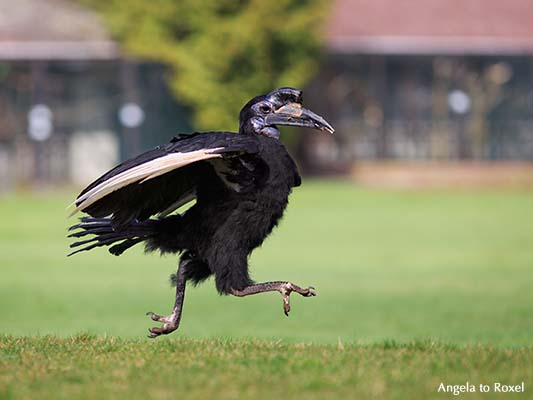 Der Nördliche Hornrabe (Bucorvus abyssinicus) Hugo, dynamisch laufend - Vogelpark Walsrode