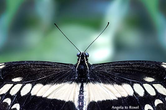 Königsschwalbenschwanz, Papilio thoas, Fühler