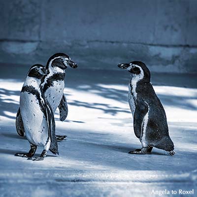 Drei Brillenpinguine (Spheniscus) schauen sich an, monochrom