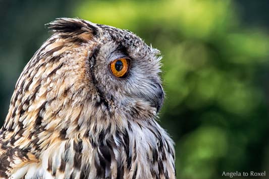 Tierbilder kaufen: Rocky, Uhu, Bengalenuhu (Bubo bengalensis) in der Adlerwarte Berlebeck, Porträt im Profil, Detmold 2013 | Ihr Kontakt: A. to Roxel