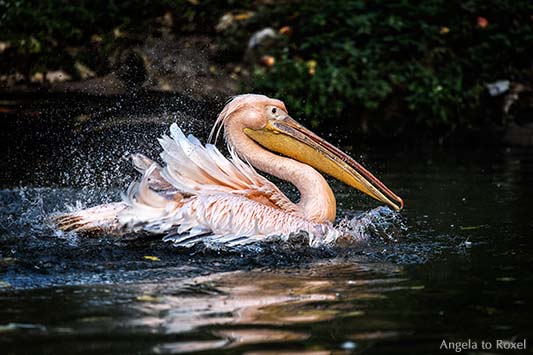 Fotografie: Schwimmender Rosapelikan (Pelecanus onocrotalus), Wasser spritzt, Porträt im Profil, Tierbild, Bildlizenz, Stockfoto