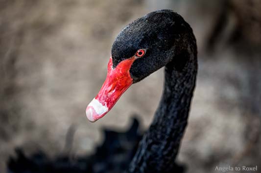 Schwarzer Schwan, Trauerschwan (Cygnus atratus), Nahaufnahme mit geringer Schärfentiefe