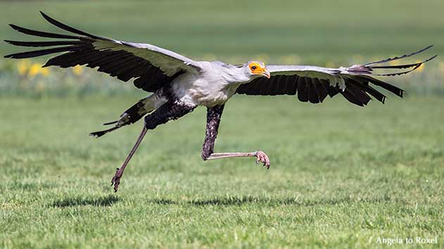 Fotografie: Runner's high, Sekretär (Sagittarius serpentarius) mit Namen Socke, Greifvogel läuft dynamisch auf einer Wiese, Vogelpark Walsrode