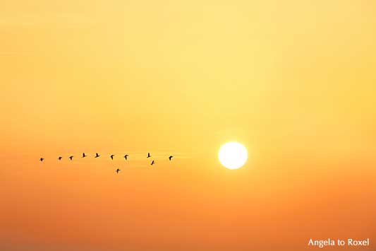 Formationsflug, elf Zugvögel, Kormorane (Phalacrocoracidae) im Licht der aufgehenden Sonne, Morgenhimmel in gelb und orange - Andalusien 2012
