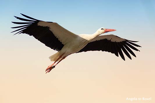 Weißstorch (Ciconia ciconia) im Flug, Froschperspektive