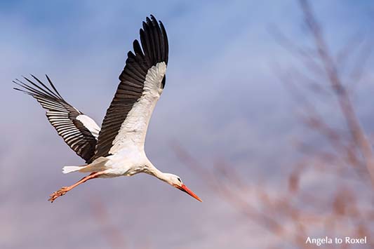 Fotografie: Fliegender Weißstorch (Ciconia ciconia) im Frühling, Weißstorch setzt zur Landung an, Naturpark Teutoburger Wald - Bildlizenz, Stockfoto