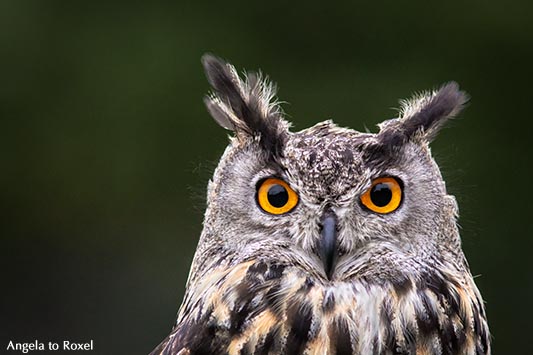 Augen, Uhu (Bubo bubo), Eule mit leuchtenden Augen, Kopfportrait mit Federohren, Falknerei im Wildpark Neuhaus 2014 | A. to Roxel