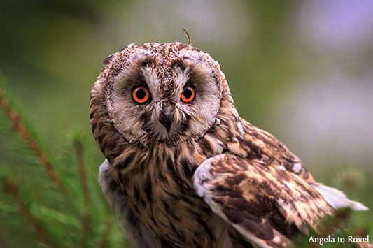 Waldohreule (Asio otus), auf einer Tanne sitzend, Falknerei im Wildpark Neuhaus