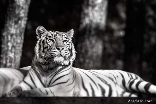 Weißer Tiger, Bengaltiger (Panthera tigris tigris) mit aufmerksamem Blick, monochrom,