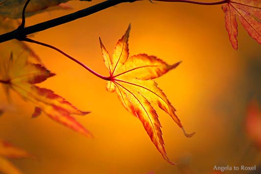 Fotografie Ahornblatt leuchtet im Herbst, Ahornbaum von der Sonne angestrahlt, Detail in der Herbstsonne, Niedersachsen - Naturfotografie, Bildlizenz