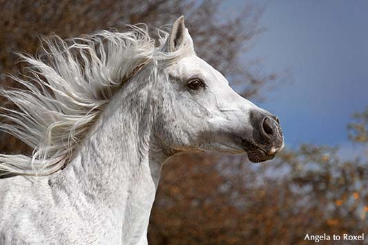 Araberstute, Schimmel im Galopp, Kopfporträt der Vollblutaraberstute Aida im Galopp, Höxter | Ihr Kontakt: Angela to Roxel