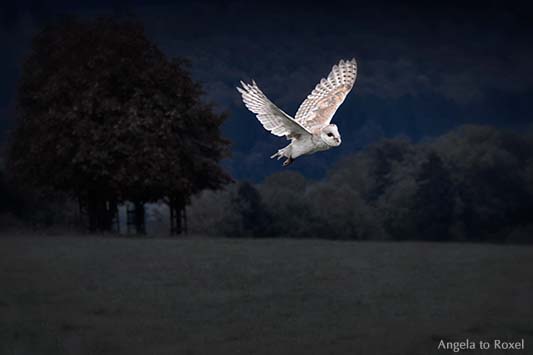 Schleiereule (Tyto alba) fliegt in der Dunkelheit