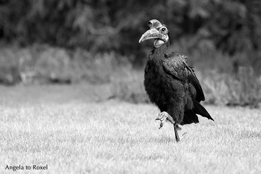 Fotografie: Hugo, Monsieur Hugo, Hornrabe (Bucorvus abyssinicus) gehend im Vogelpark Walsrode, schwarzweiß, März 2014 | Tierbilder - Angela to Roxel