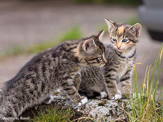 Tierbilder kaufen: Action! Zwei unternehmungslustige Katzenkinder beim Spielen im Hof, Kommunikation, Bredenborn 2014 | Ihr Kontakt: Angela to Roxel