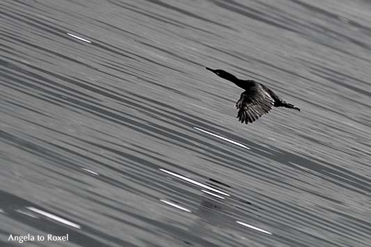 Kormoran (Phalacrocorax carbo) fliegt tief über dem Wasser, Mitzieher auf der Vogelinsel Bleik, monochrom, Andøya, Vesterålen - Norwegen 2014