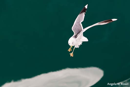 Silbermöwe (Larus argentatus) im Anflug, vor dem türkisgrünen Wasser des Geirangerfjords, Geiranger, Møre og Romsdal, Norwegen 2014