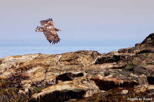 Seeadler (Haliaeetus albicilla) im Flug, über den Felsen der Vogelinsel Bleik, Vesterålen