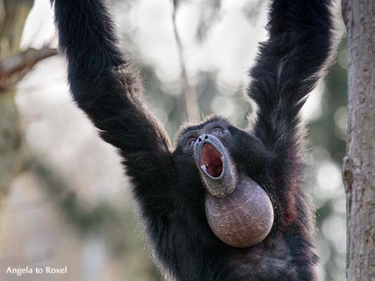 Ein rufender Siamang (Symphalangus syndactylus) mit deutlich sichtbarem Kehlsack, im Baum kletternd