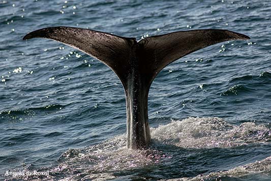 Pottwalbulle vor der Küste von Andenes, Fluke beim Abtauchen, Vesterålen, Norwegen