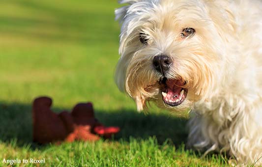 Fotografie: West Highland White Terrier Gina, weiblich, Hund (Canidae) beim Spiel auf der Wiese, Porträt, Close-up, Tierbilder | Angela to Roxel