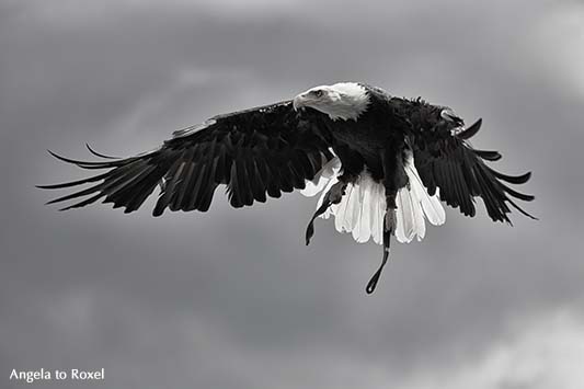 Fotografie: Weißkopfseeadler (Haliaeetus leucocephalus) im Anflug vor Wolkenhimmel, monochrom - Flugshow in der Adlerwarte Berlebeck 2014 -Bildlizenz