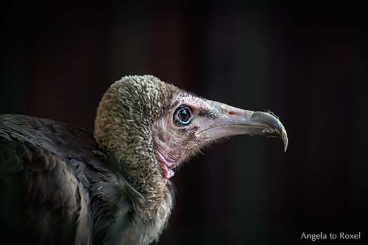 Kappengeier (Necrosyrtes monachus) im Profil, Hooded Vulture, Kopf-Portrait vor dunklem Hintergrund, Adlerwarte Berlebeck, Detmold, Teutoburger Wald