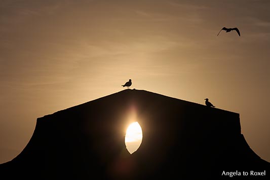 Drei Möwen (Larus michahellis) an der Hafenmauer der Festungsanlage Skala du Port bei Sonnenuntergang, Silhouette, Gegenlicht, Essaouira, Marokko 2013