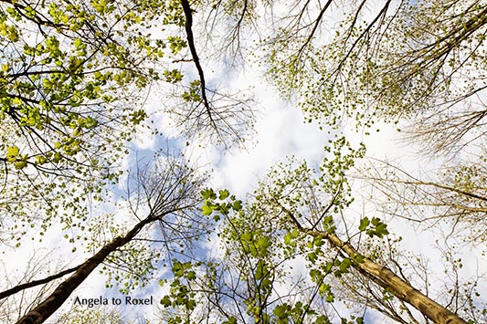 Lichte Baumwipfel im Frühling, Maigrüner Wald, Froschperspektive