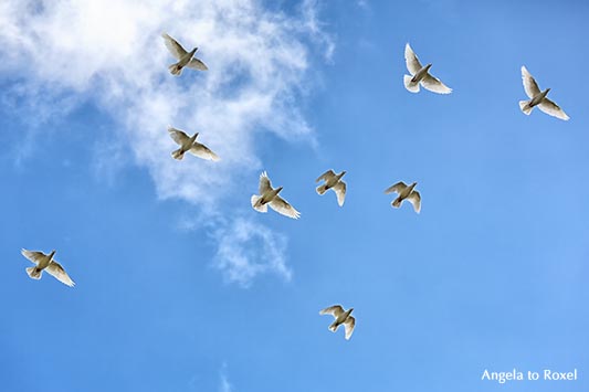 Weiße Tauben fliegen vor leicht bewölktem Himmel, Untersicht