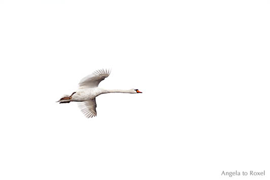 Höckerschwan im Flug (Cygnus olor) von unten, fliegender Schwan im Naturpark Meerbruchswiesen vor weißem Hintergrund, Nähe Steinhuder Meer 2015