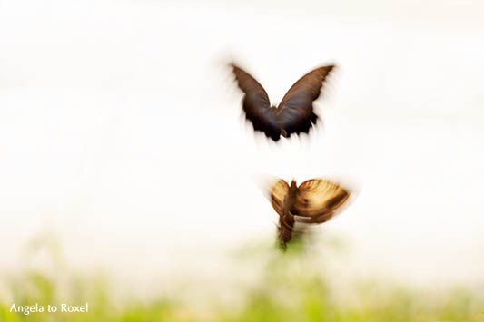 Fotografie: Zwei Schmetterlinge fliegen hoch, Langzeitbelichtung mit Bewegungsunschärfe, Kunstfotografie | Ihr Kontakt: Angela to Roxel