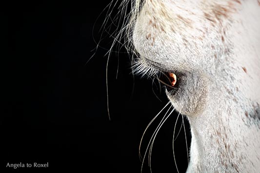 Imagine, Eye of a Mare, Auge einer Araberstute, Vollblutaraber, Schimmelstute Aida vor schwarzem Hintergrund | Angela to Roxelergrund | Angela to Roxel