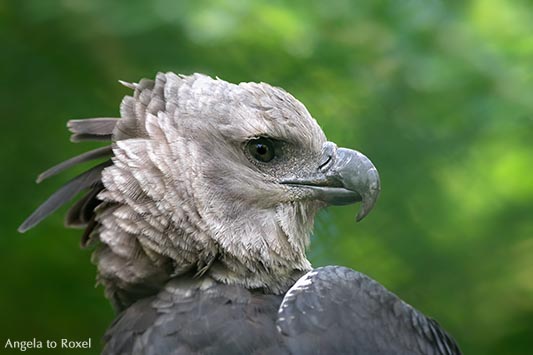 Harpyie - Porträt eines der mächtigsten Greifvögel der Welt, beheimatet in den tropischen Wäldern Südamerikas