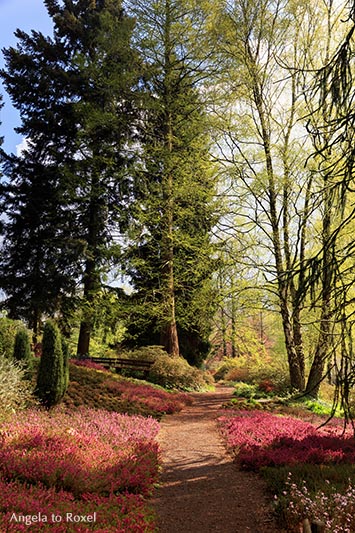 heidegarten-botanischer-garten-bielefeld-fruehling