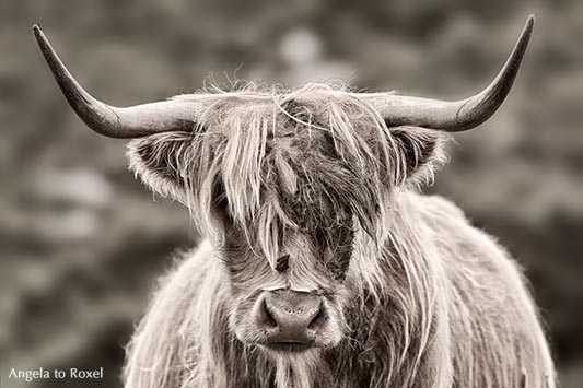 Schottisches Hochlandrind, Highland Cattle, Porträt, monochrom, Insel Lewis and Harris, Äußere Hebriden - Schottland