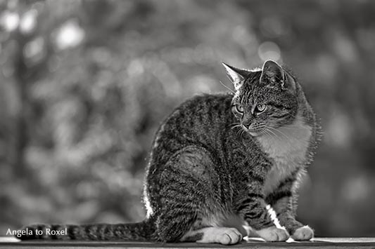 Monochromes Porträt einer Katze auf einem Geländer, schaut zur Seite, geringe Schärfentiefe, im Fokus die Augen - Höxter 2012