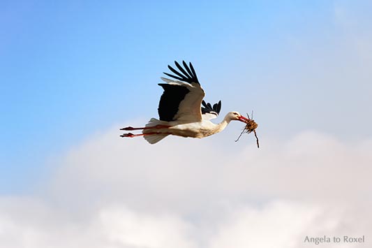 Tierbilder kaufen: Frisky, Fliegender Weißstorch (Ciconia ciconia) mit Nistmaterial im Schnabel, Naturpark Teutoburger Wald | Kontakt: Angela to Roxel