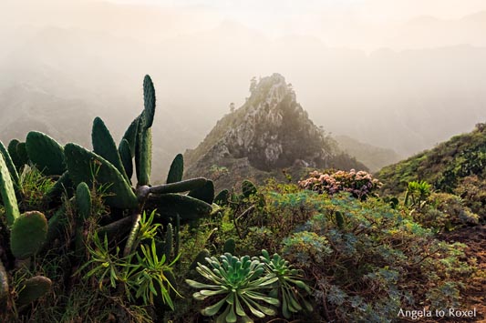 Vegetation im Anaga-Gebirge, im Hintergrund der Roque de los Pinos, Nebel, Lichtstimmung in Chinamada am Abend- Teneriffa 2015