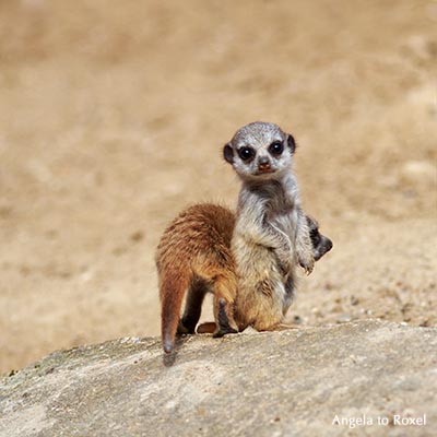 Zwei Erdmännchen (Suricata suricatta), Jungtiere