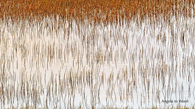 Fotografie: Like a fish, grass in a lake, Grashalme in einer überfluteten Wiese auf der Insel Magerøya, abstraktes Muster, Finnmark | Angela to Roxel