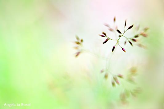 Gräserblüte, blühendes Gras im Sommer, Moment der Aufmerksamkeit und Stille, Makro, Nahaufnahme, Spiel mit dem Licht und der Schärfe - Sommer 2015