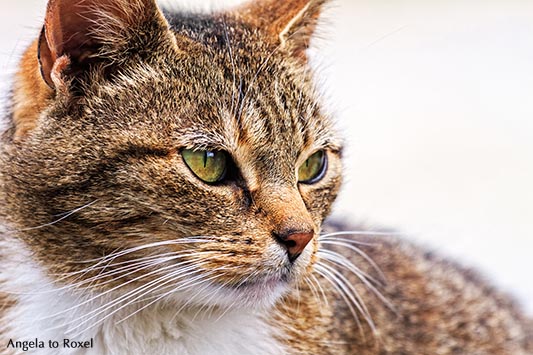 Fotografie: Ain't No Sunshine: Blick einer Katze, Hauskatze (Felis silvestris catus), close-up, Porträt, Tierbilder kaufen | Ihr Kontakt: A. to Roxel