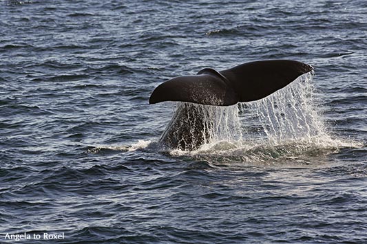 Fotografien kaufen: Going back, Pottwal-Fluke, Pottwal beim Abtauchen vor der Küste von Andenes, Vesterålen, Norwegen | Ihr Kontakt: Angela to Roxel