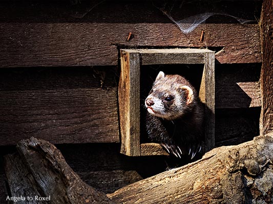 Europäischer Iltis, auch Waldiltis (Mustela putorius) im OTTER-ZENTRUM Hankensbüttel, Gifhorn, Niedersachsen, Deutschland