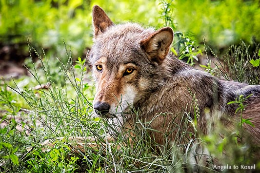 Porträt einer Wölfin, Shooting im Gehege, als Fotografin im Gehege - Wisentgehege Springe 2013Fotografie: She wolf, Wölfin im Gehege, Porträt, Shooting im Gehege, als Fotografin im Wolfsgehege, Wisentgehege Springe | Kontakt: Angela to Roxel