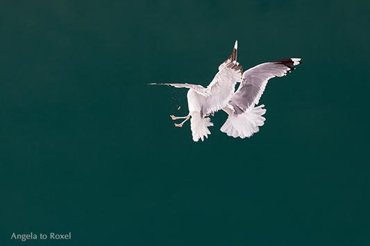 Fotografie: Zwei Möwen, Silbermöwen, kämpfen in der Luft um ein Stück Brot, türkisgrünes Wasser des Geirangerfjords im Hintergrund - Norwegen 2014