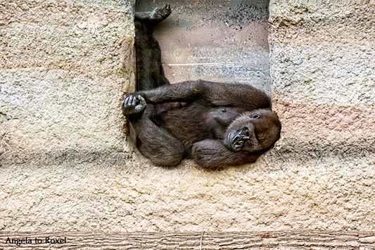 Westlicher Flachlandgorilla (Gorilla gorilla gorilla) liegt in einer Mauernische, Zoo Rostock 