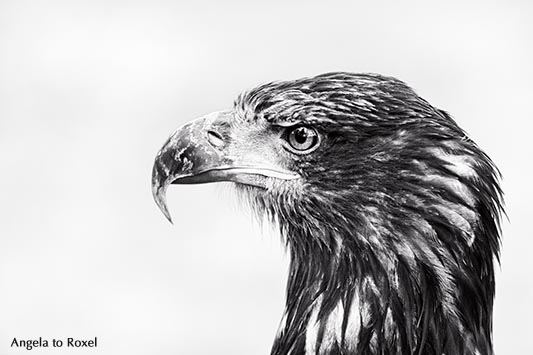 Weißkopfseeadler (Haliaeetus leucocephalus), Jungtier, noch nicht ausgefärbt, Adlerwarte Berlebeck, Detmold, Nordrhein-Westfalen, Deutschland