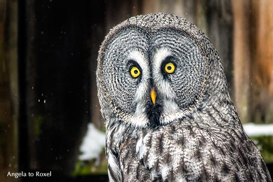 Bartkauz (Strix nebulosa) im Winter, erschrockener Blick - Wildpark Neuhaus / Solling